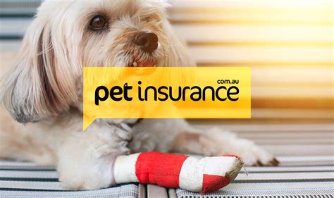 pet insurance active immediately